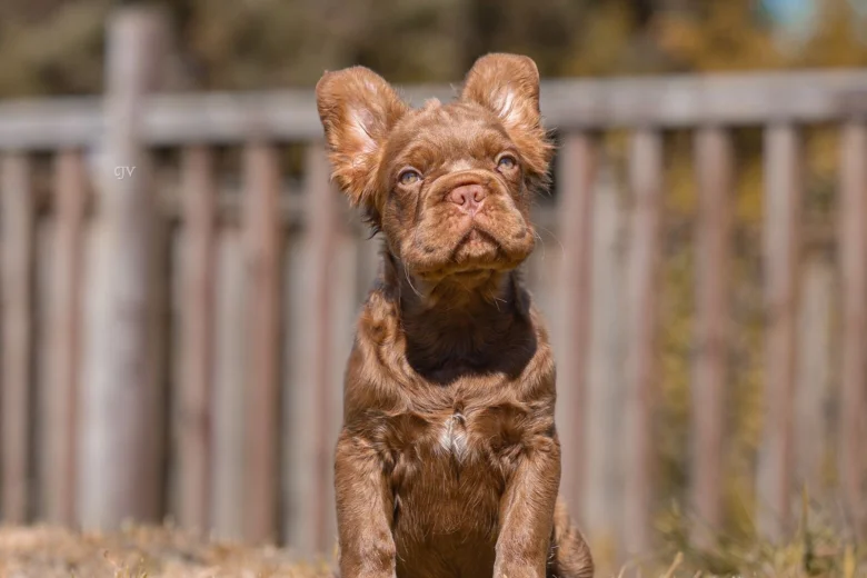 French Bulldog