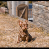 French Bulldog