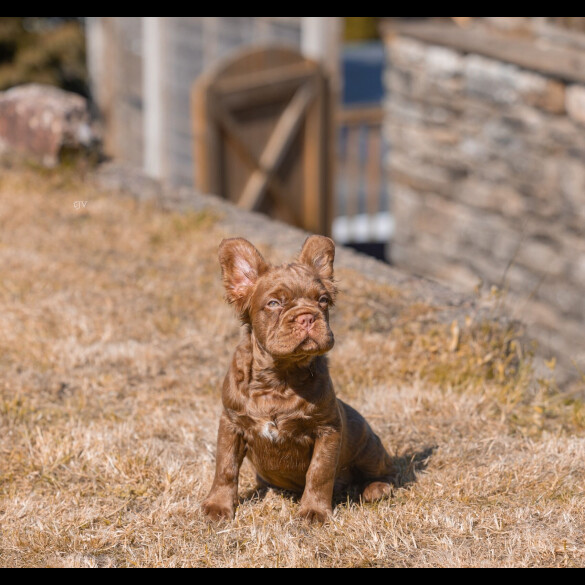 French Bulldog
