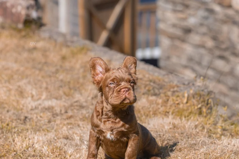 French Bulldog