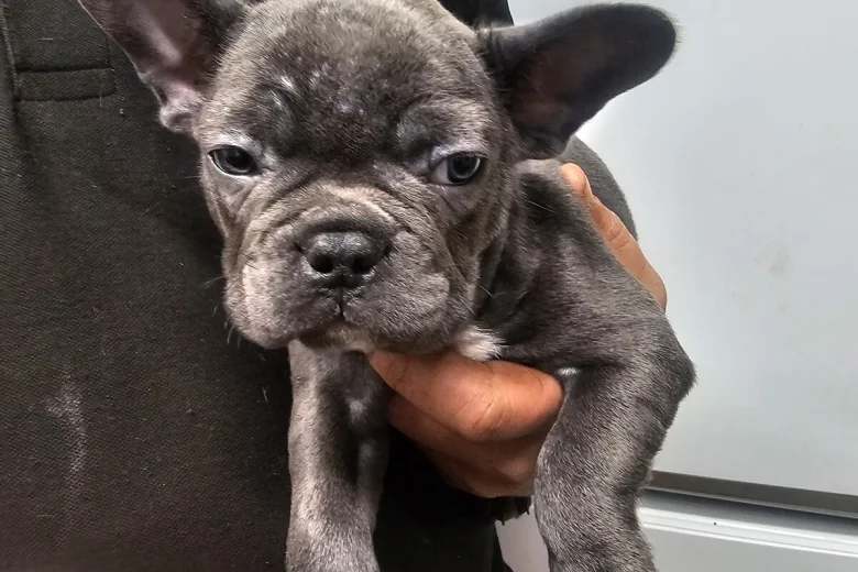 French Bulldog
