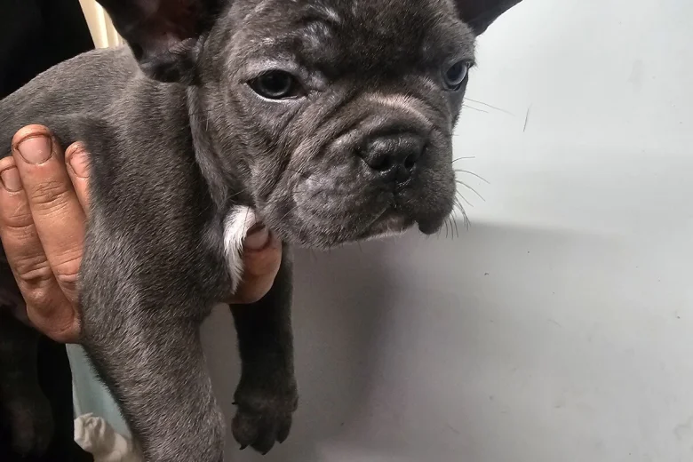 French Bulldog