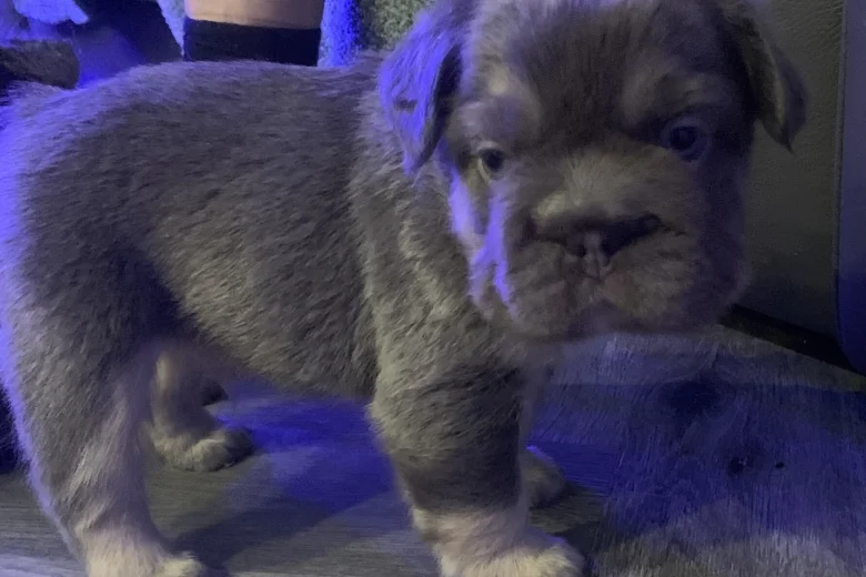 French Bulldog