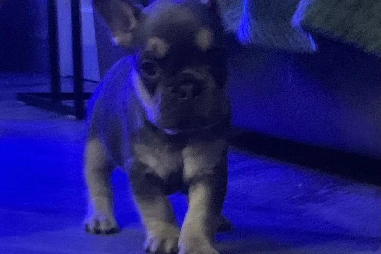 French Bulldog