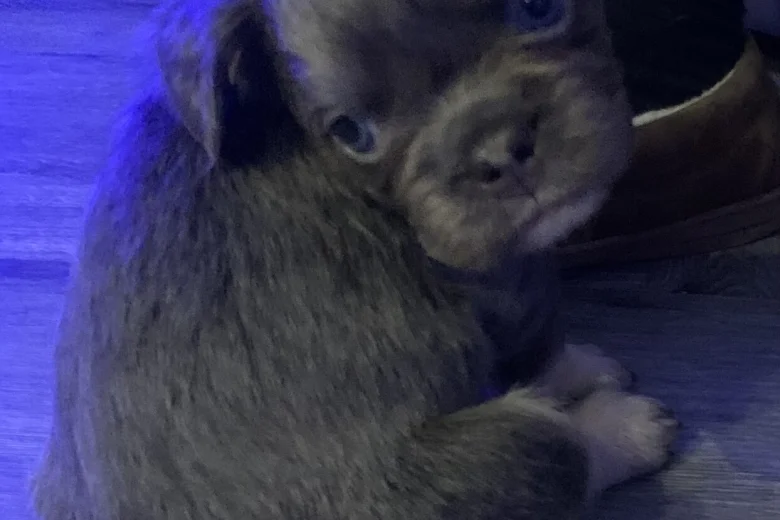 French Bulldog