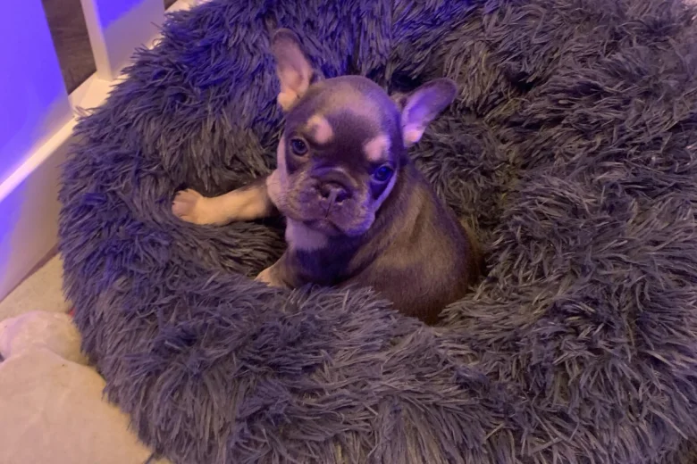 French Bulldog