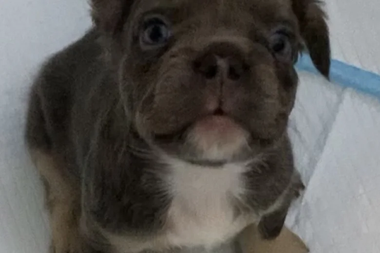 French Bulldog