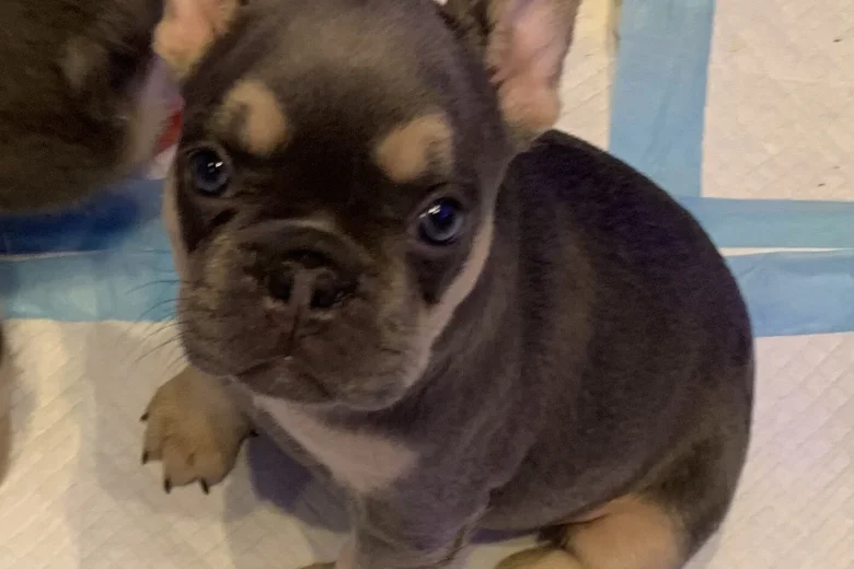 French Bulldog