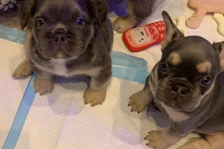 French Bulldog