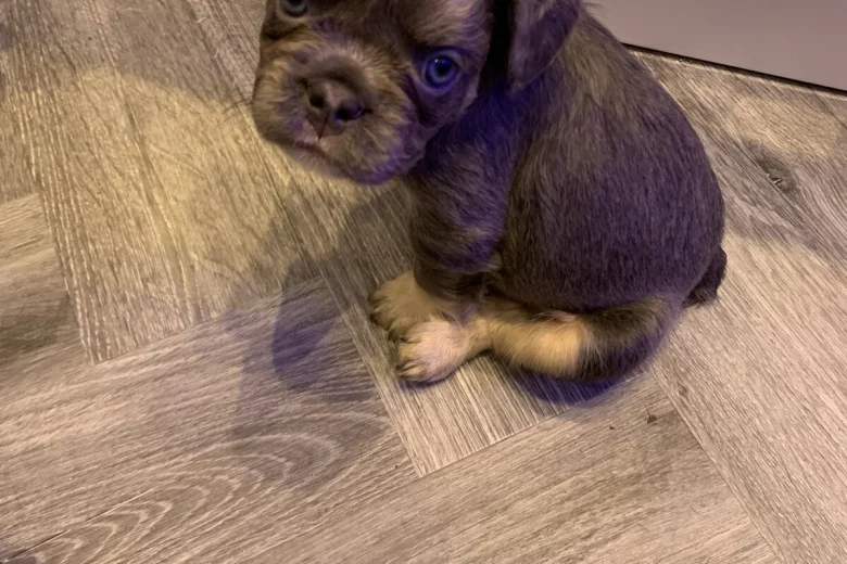 French Bulldog