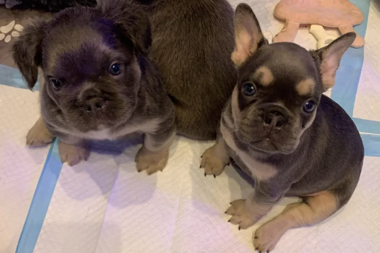 French Bulldog