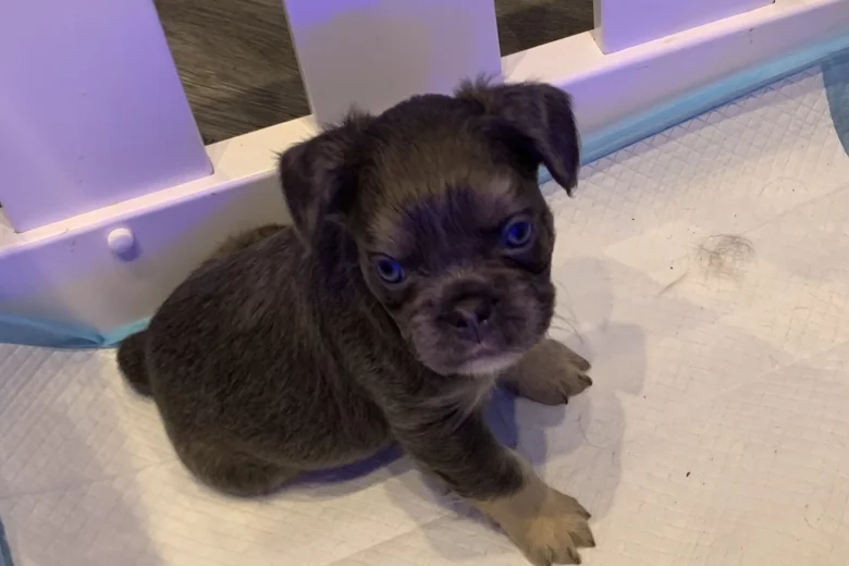 French Bulldog