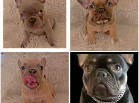 French Bulldog