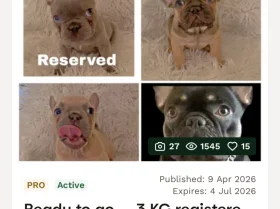French Bulldog