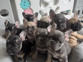 French Bulldog