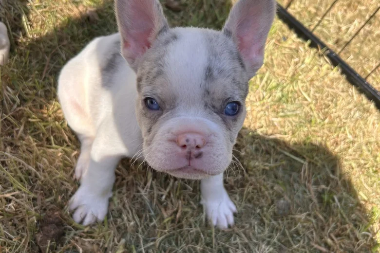 French Bulldog