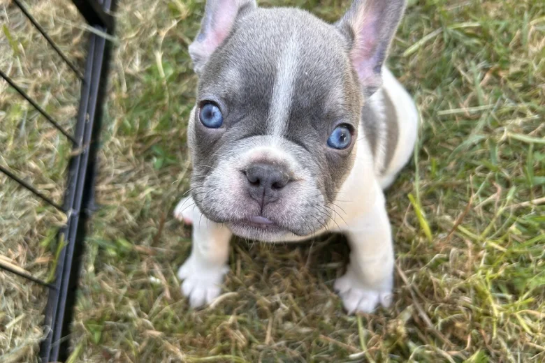 French Bulldog