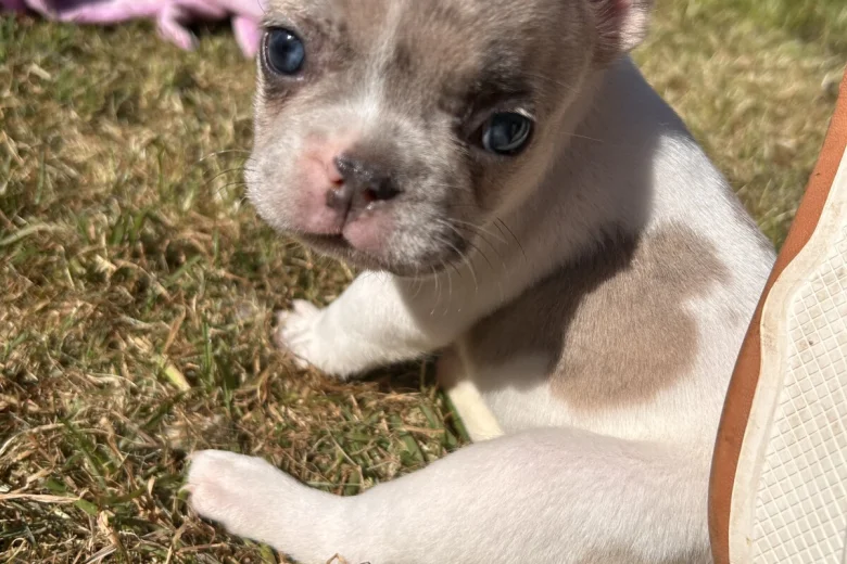 French Bulldog
