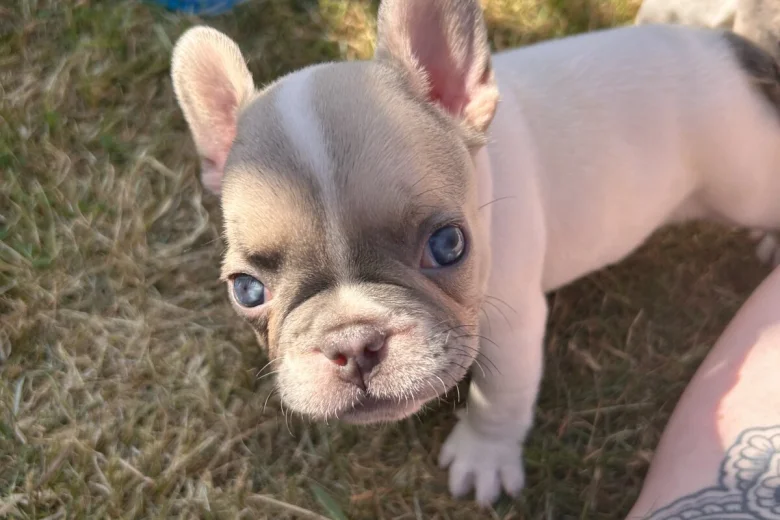 French Bulldog