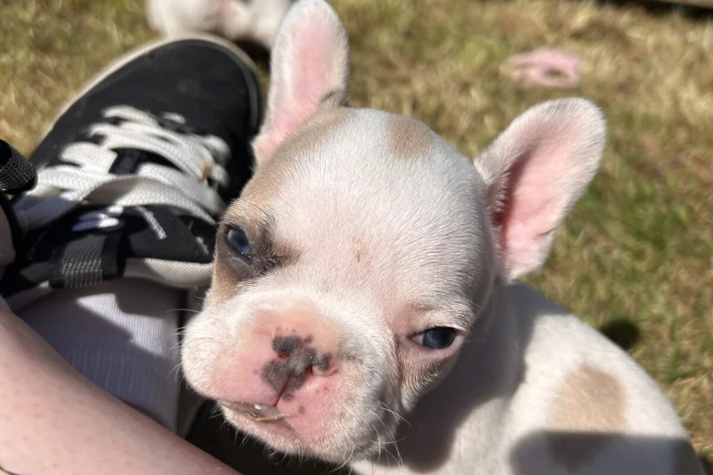 French Bulldog
