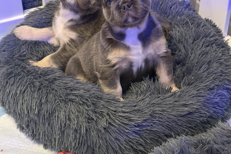 French Bulldog