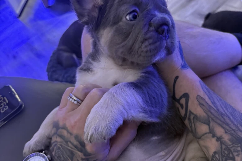 French Bulldog