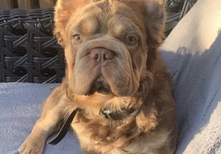Stud