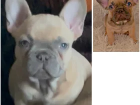 French Bulldog