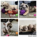 French Bulldog