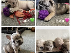 French Bulldog