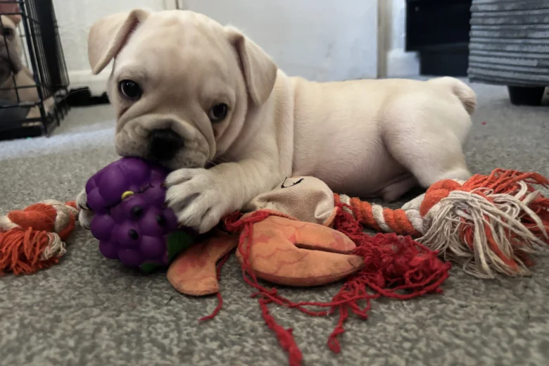 French Bulldog