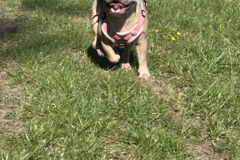 French Bulldog