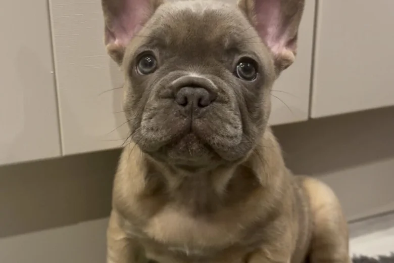 French Bulldog