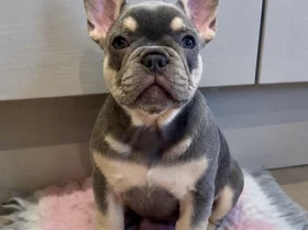 French Bulldog