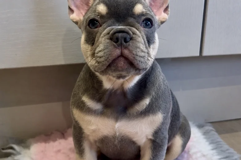 French Bulldog