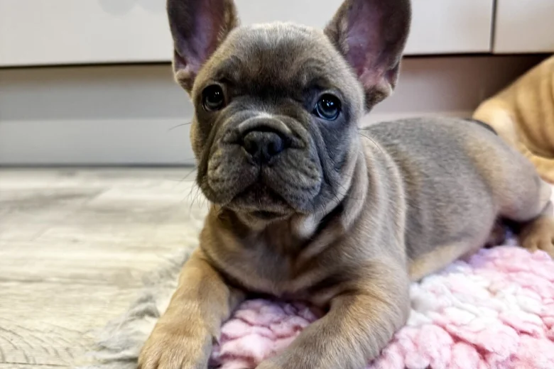 French Bulldog
