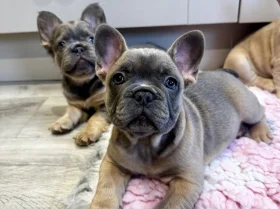 French Bulldog