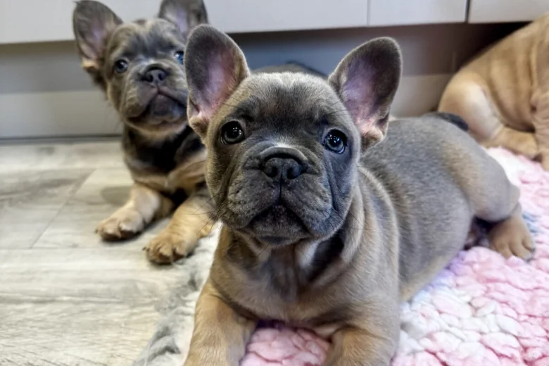 French Bulldog