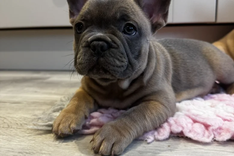 French Bulldog