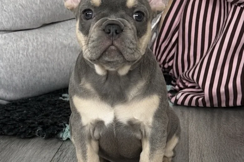 French Bulldog