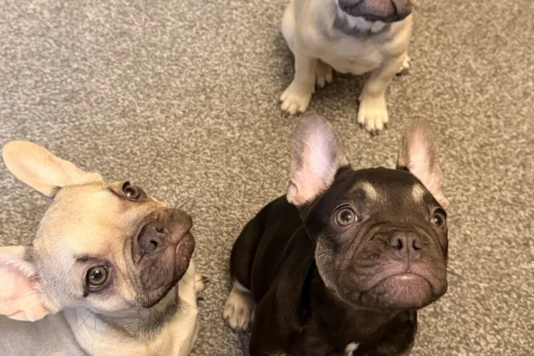 French Bulldog