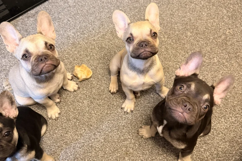 French Bulldog