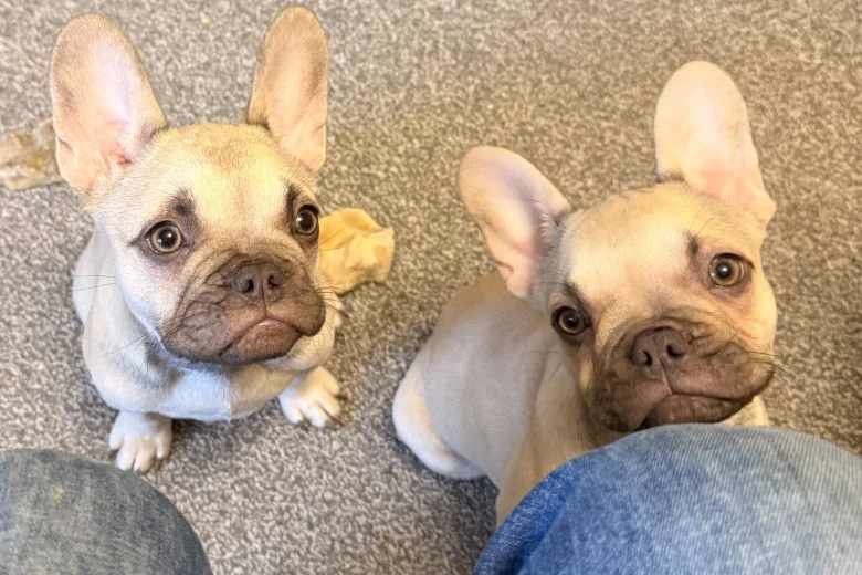 French Bulldog