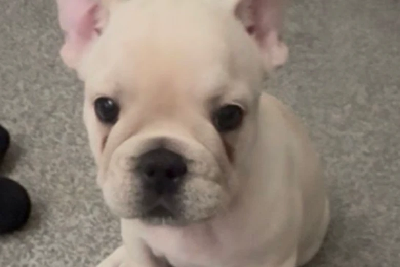French Bulldog