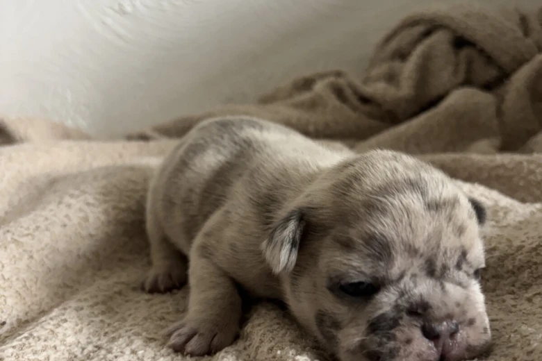 French Bulldog