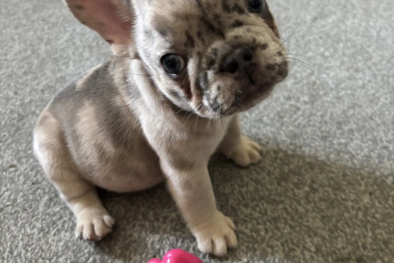 French Bulldog