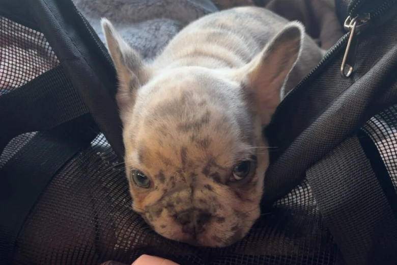 French Bulldog