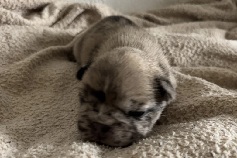 French Bulldog