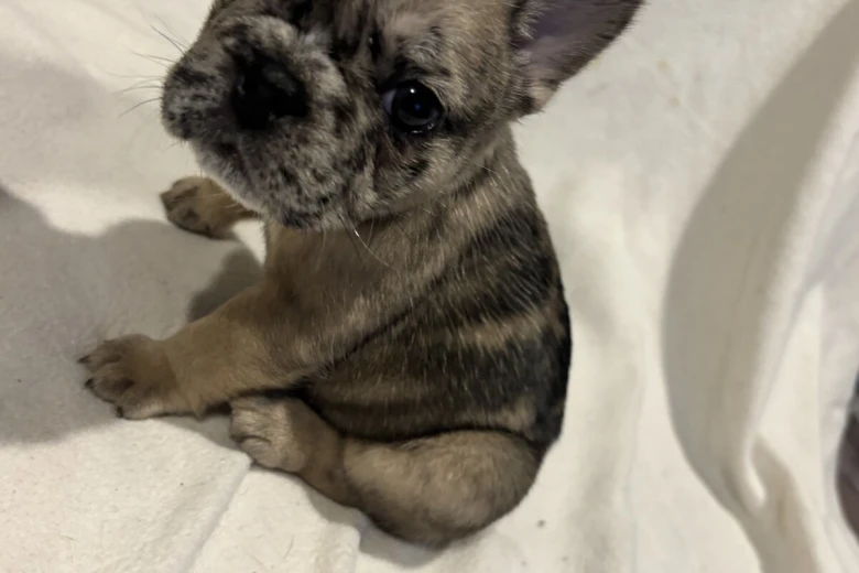 French Bulldog