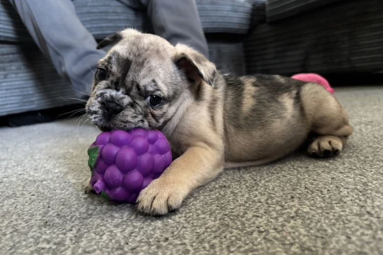 French Bulldog